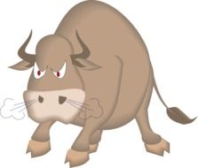 bull is very angry