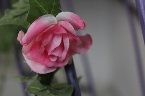 faded pink rose close-up