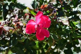 Red rose bloom in green leaves