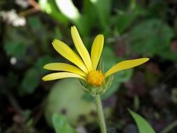 bright yellow calendula without some petals