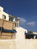 dog on stone fence at house, greece