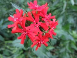 burning flower