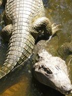 two crocodiles in the water in the bright sun