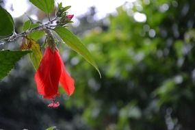 red flower of hibiscus at blurred green background