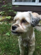 little bright puppy in the country