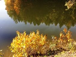 reflection of autumn forest on calm water