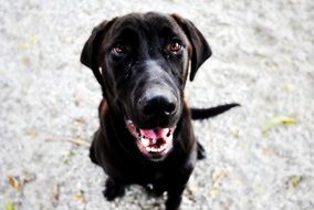 black dog with fangs