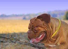 Mastiff with yellow collar in nature