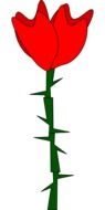 beautiful red rose flower drawing