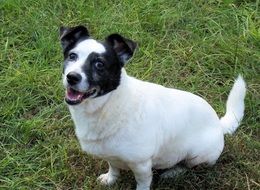 black-white jack russell terrier on green grass