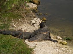 two alligators lie on each other near the river,Florida