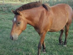 brown horse on the field in Argentina