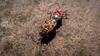two beetles go clinging to each other