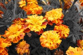 yellow flowers of tagetes close-up