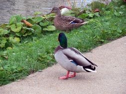 Pair of waterfowl ducks