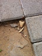 small leaf heart
