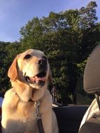cute Labrador rides in the car in the back seat