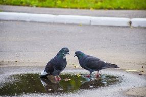 pigeons in purple in the street