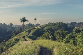 narrow road running over the top of a hill with palms