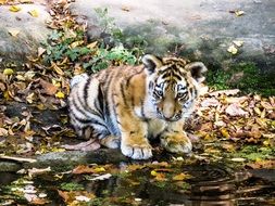 baby tiger cub drinking from a clear pond