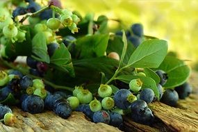 spring harvest of ripe and unripe blueberries