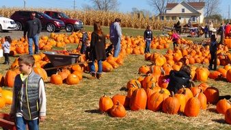 many people and families looking at a pumpkin patch