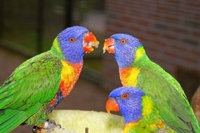 eating three birds parrots colorful nature