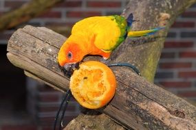 young parrot eating an orange