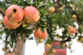 light red pomengranates hanging on a tree