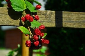 branch of ripe blackberries on a wooden fence