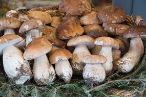 basket of porcini