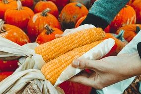 yellow orange corn harvest farm crop field