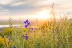 wildflower and grass in summer