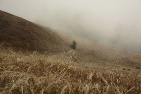 hillside meadow grass hill fog landscape