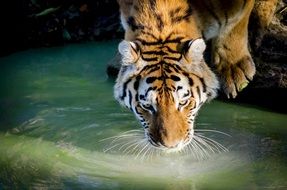 thirsty tiger drinking from a large pond