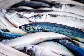 fresh fish on a local seafood market