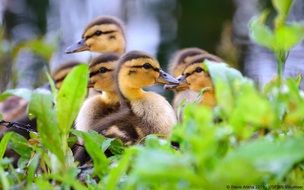 cute little ducklings playing in grass