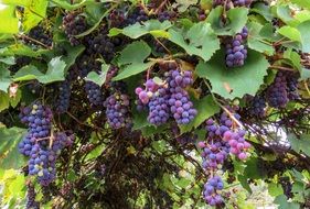 big branch of beautiful purple grapes