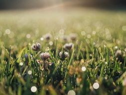 spring field with droplest of water on flowers and grass