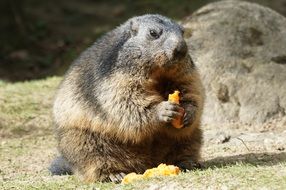 marmot nibbles carrots in the reserve