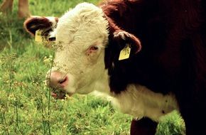 cow with a stamp