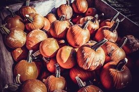 pile of orange pumpkins in wooden box