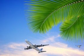 airplane taking off in tropics