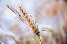 wheat field food agriculture growing