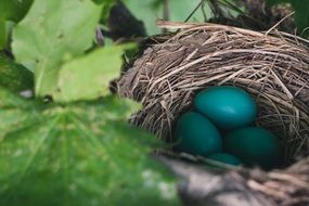 hidden nest with rare bright blue egs