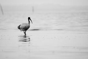 Black-headed ibis walking through water