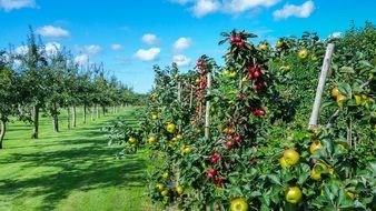 apple garden with many apple trees