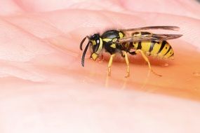 large yellow and black wasp on human hand