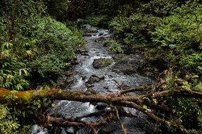 creek in the wild jungle
