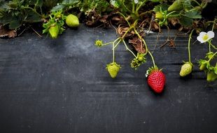 fresh and juicy strawberries fruit